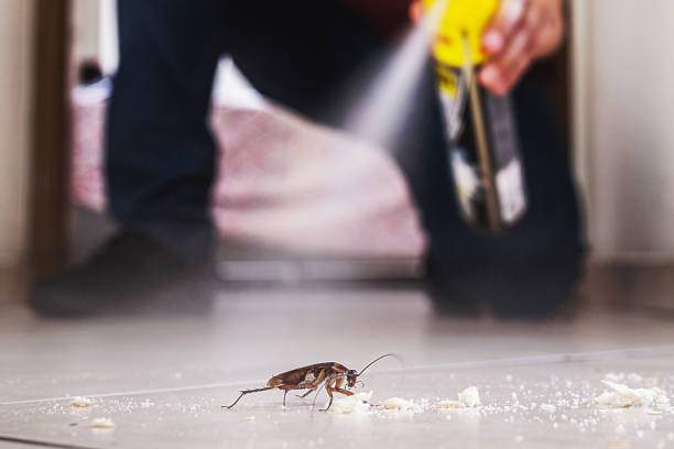Best Flea Control Services  in Coto De Za, CA