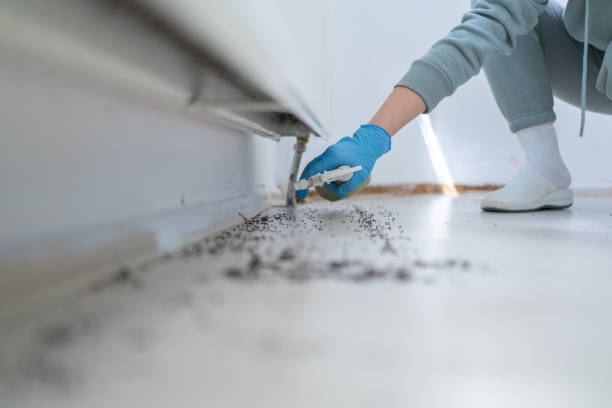 Professional Pest Control in Coto De Caza, CA